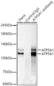 KIF23 Rabbit mAb