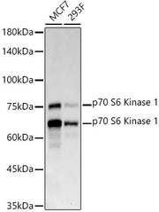 p70 S6 Kinase 1 Rabbit mAb