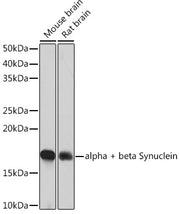 alpha + beta Synuclein Rabbit mAb