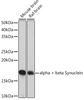 alpha + beta Synuclein Rabbit mAb