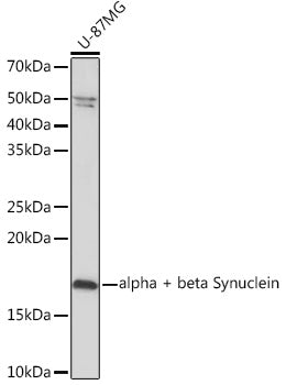 alpha + beta Synuclein Rabbit mAb