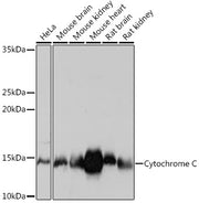 Cytochrome C Rabbit mAb