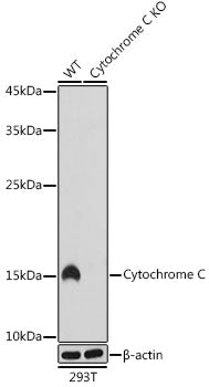 Cytochrome C Rabbit mAb