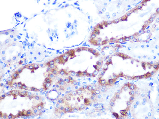 Cytochrome C Rabbit mAb
