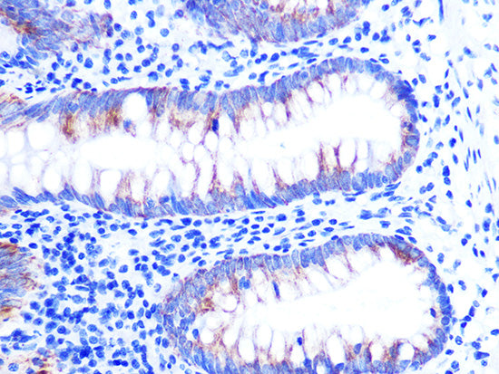 Cytochrome C Rabbit mAb