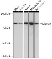 Moesin Rabbit mAb