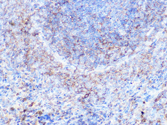 Moesin Rabbit mAb