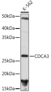 CDCA3 Rabbit mAb