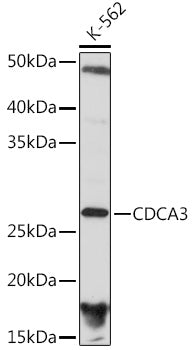 CDCA3 Rabbit mAb