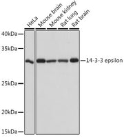 14-3-3 epsilon Rabbit mAb