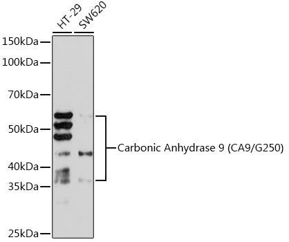 Carbonic Anhydrase 9 (CA9/G250) Rabbit mAb