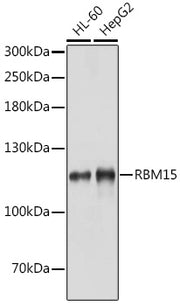 RBM15 Rabbit pAb