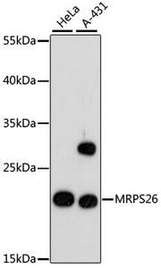 MRPS26 Rabbit pAb