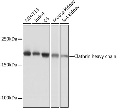 Clathrin heavy chain Rabbit mAb