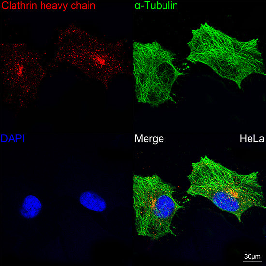 Clathrin heavy chain Rabbit mAb