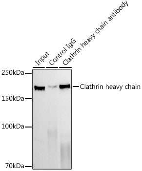 Clathrin heavy chain Rabbit mAb