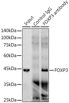 FOXP3 Rabbit mAb