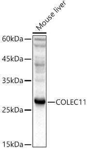 COLEC11 Rabbit pAb