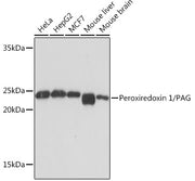 Peroxiredoxin 1/PAG Rabbit mAb