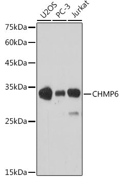 CHMP6 Rabbit pAb