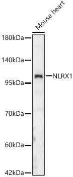 NLRX1 Rabbit pAb