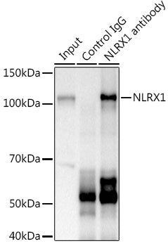 NLRX1 Rabbit pAb