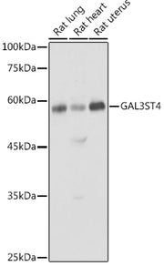 GAL3ST4 Rabbit pAb