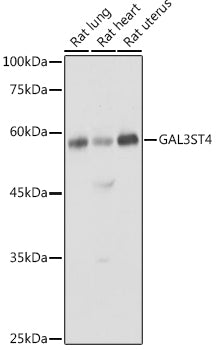 GAL3ST4 Rabbit pAb