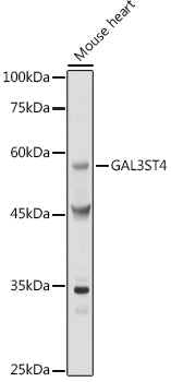 GAL3ST4 Rabbit pAb