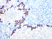 GLP-1 Rabbit mAb