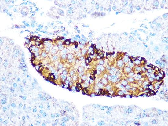 GLP-1 Rabbit mAb
