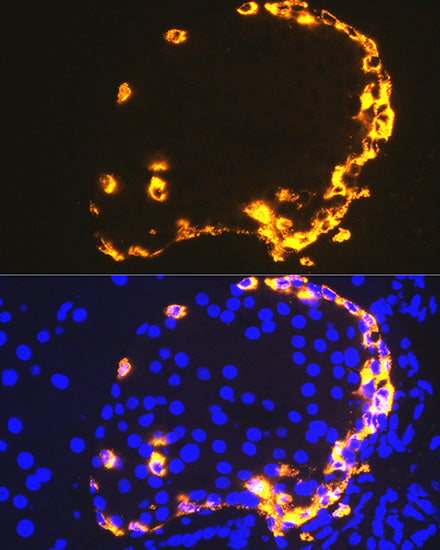 GLP-1 Rabbit mAb