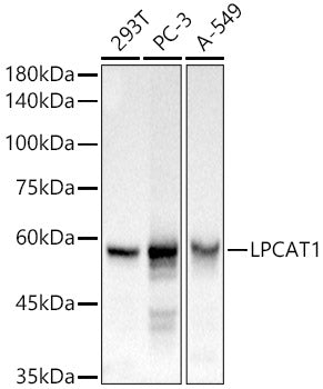 LPCAT1 Rabbit pAb