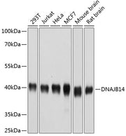 DNAJB14 Rabbit pAb