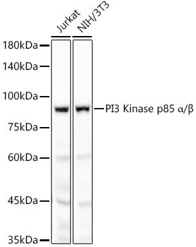 PI3 Kinase p85 alpha Rabbit mAb