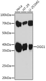 OGG1 Rabbit mAb
