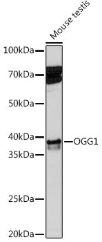 OGG1 Rabbit mAb