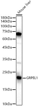 GRPEL1 Rabbit pAb