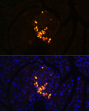 GLP-2 Rabbit mAb