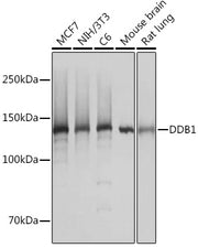 DDB1 Rabbit mAb