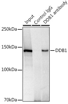 DDB1 Rabbit mAb
