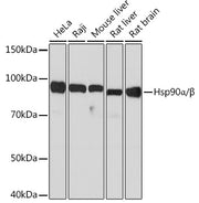 Hsp90α/β Rabbit mAb