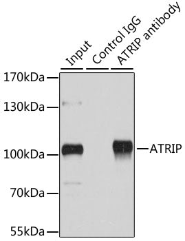 ATRIP Rabbit pAb