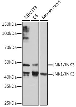 JNK1/JNK3 Rabbit mAb