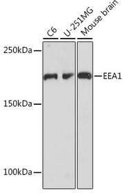 EEA1 Rabbit mAb
