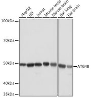 ATG4B Rabbit mAb
