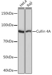 Cullin 4A Rabbit mAb