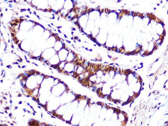 Cullin 4A Rabbit mAb
