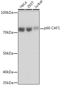 p60 CAF1 Rabbit mAb