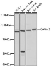 Cullin 2 Rabbit mAb